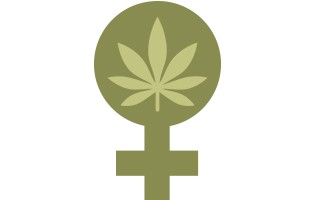 feminized-marijuana-seeds